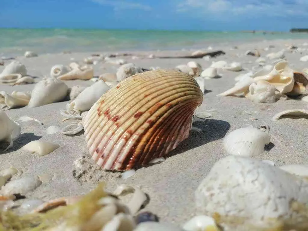 Playa de Sabancuy Campeche 3