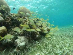 ¿Qué hacer en Playa Mahahual? 5 cosas que no te puedes perder Que hacer en playa mahahual