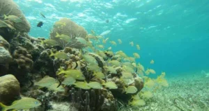 ¿Qué hacer en Playa Mahahual? 5 cosas que no te puedes perder Que hacer en playa mahahual