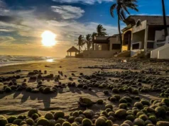 Playas de Huatabampo: El paraíso natural del sur de Sonora Playas de Huatabampo