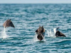 Playas de Las Bocas: El secreto costero del sur de Sonora Playas de Las Bocas