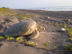 Playas de Nautla: Descubre este rincón natural de Veracruz Playas de Nautla