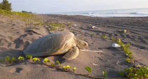 Playas de Nautla: Descubre este rincón natural de Veracruz Playas de Nautla