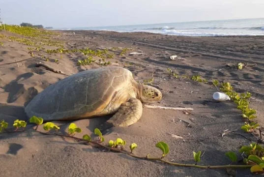 Playas de Nautla: Descubre este rincón natural de Veracruz Playas de Nautla