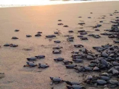 Playas de Puerto Arista: El encanto costero de Chiapas Playas de Puerto Arista