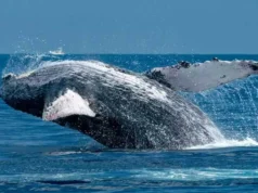 San José del Cabo playas: El paraíso tranquilo del sur de Baja California San José del Cabo playa