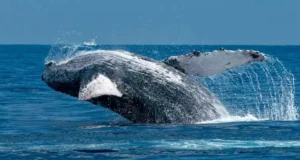 San José del Cabo playas: El paraíso tranquilo del sur de Baja California San José del Cabo playa