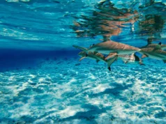 Las Playas de Isla Tiburón en Sonora playas de isla tiburon