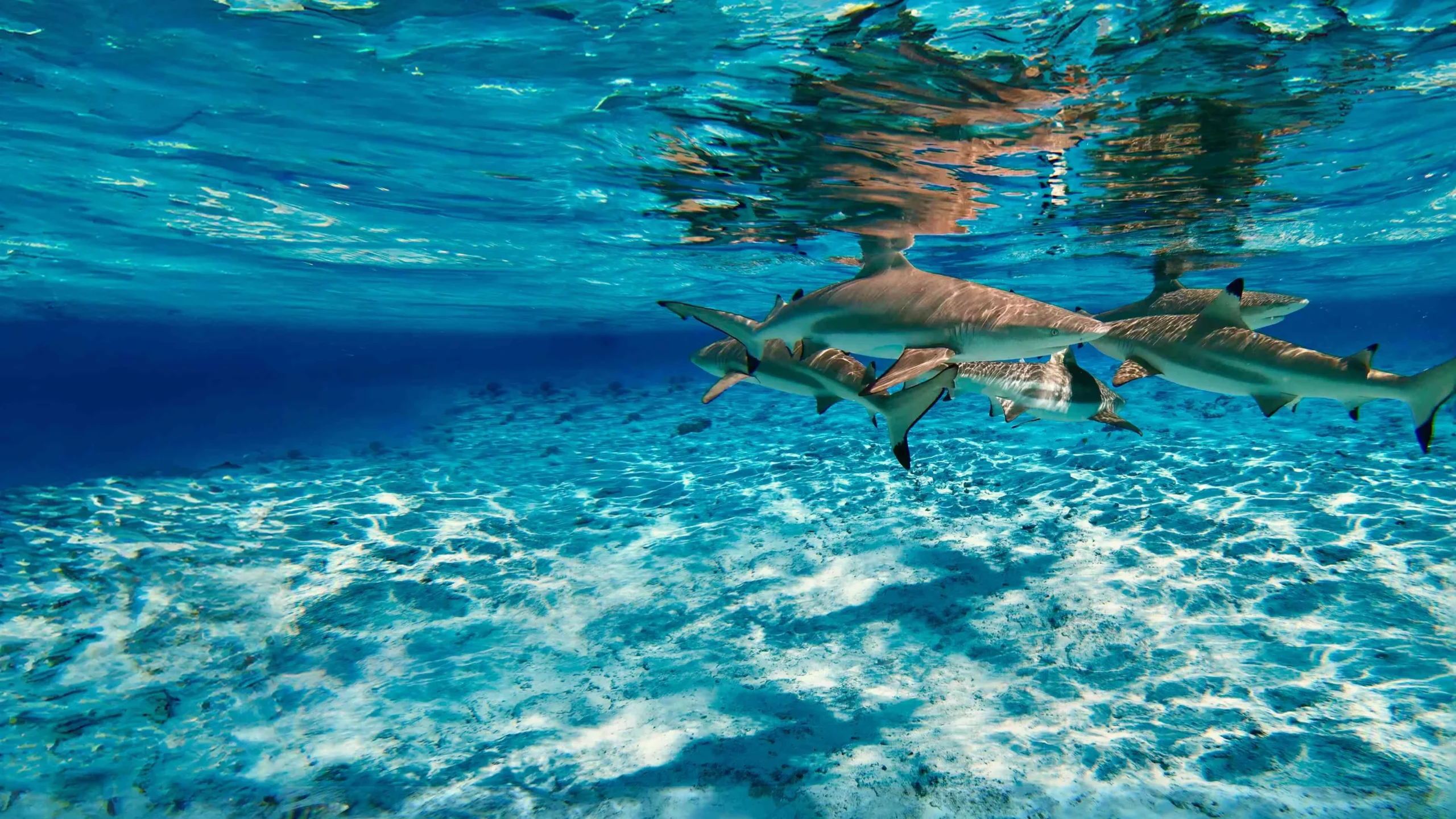 playas de isla tiburon playas de isla tiburon